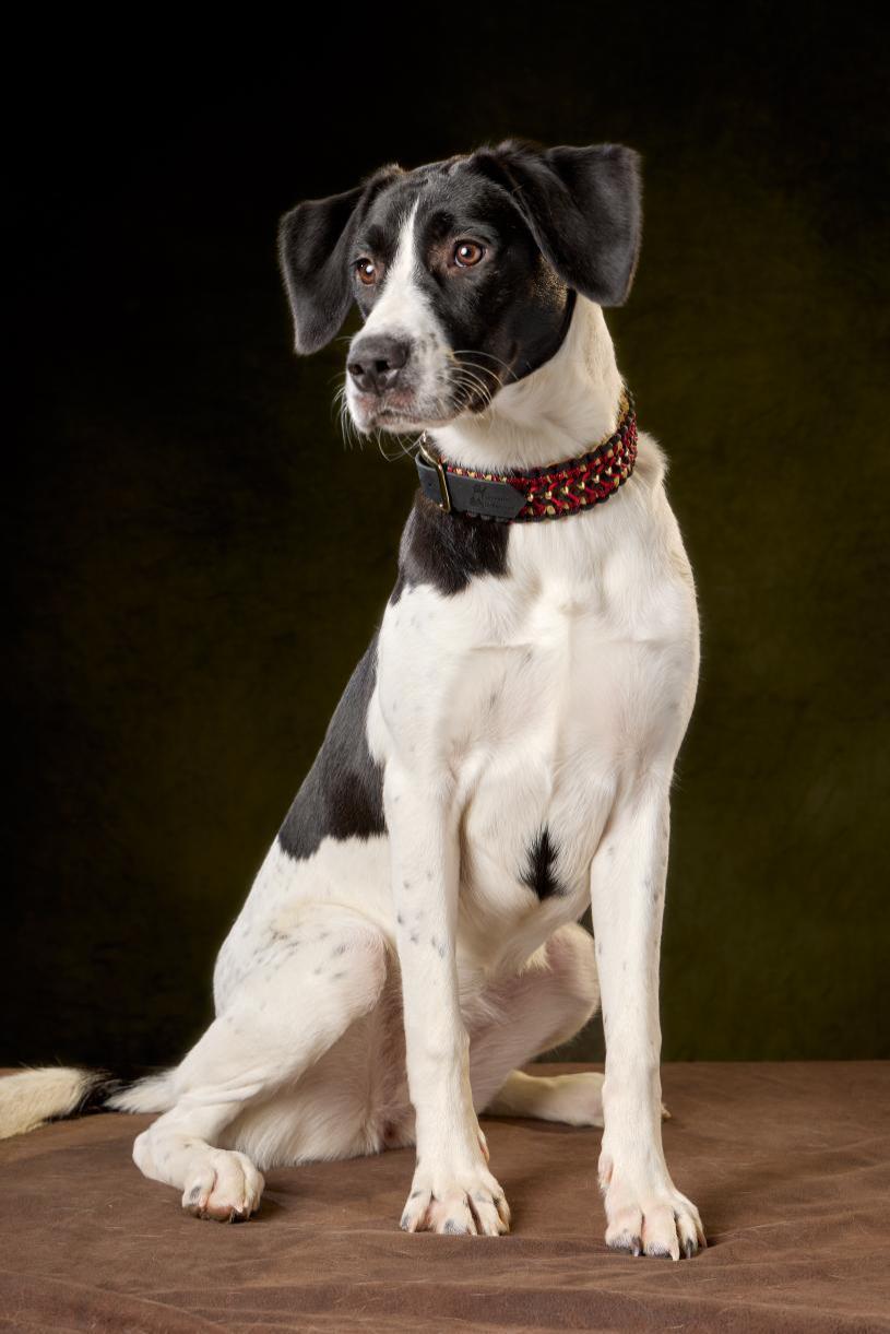 Collier pour chien – Modèle Paradis – Image 2